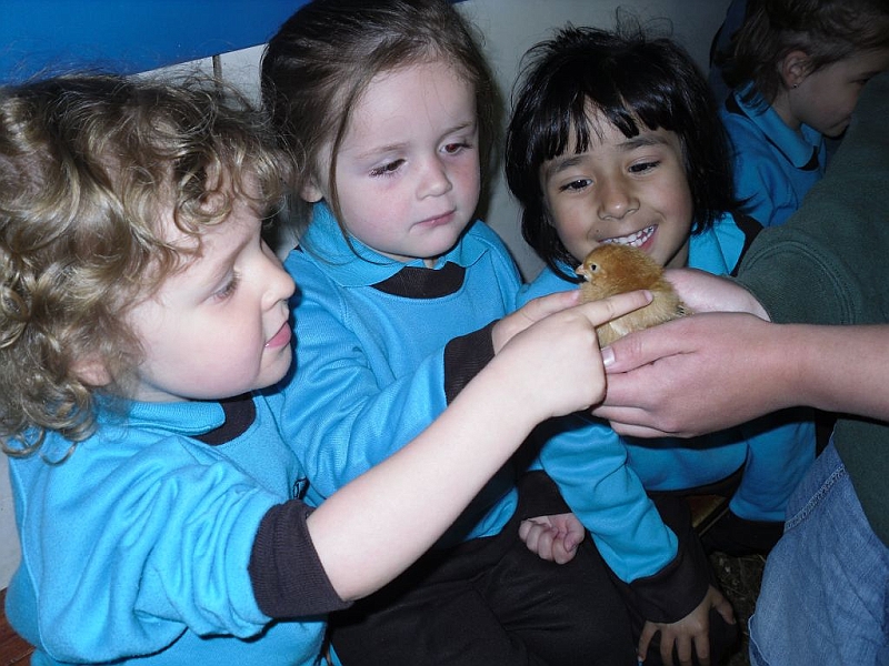 chicks21 027.jpg